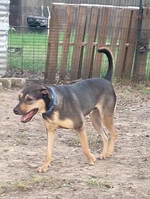 Enlarge Indy, a Adoptable mixed breed in Lavon, TX image 2/6