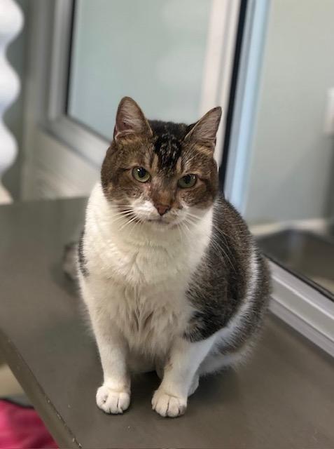 Charlie, a Adoptable Domestic Short Hair image 2/3