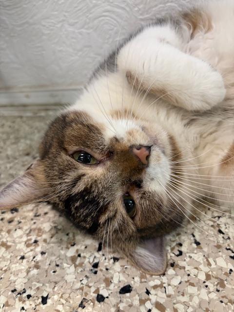 Charlie, a Adoptable Domestic Short Hair image 1/3