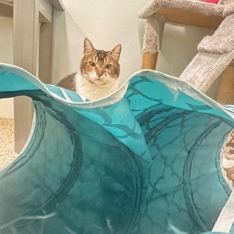 Charlie, a Adoptable Domestic Short Hair image 3/3