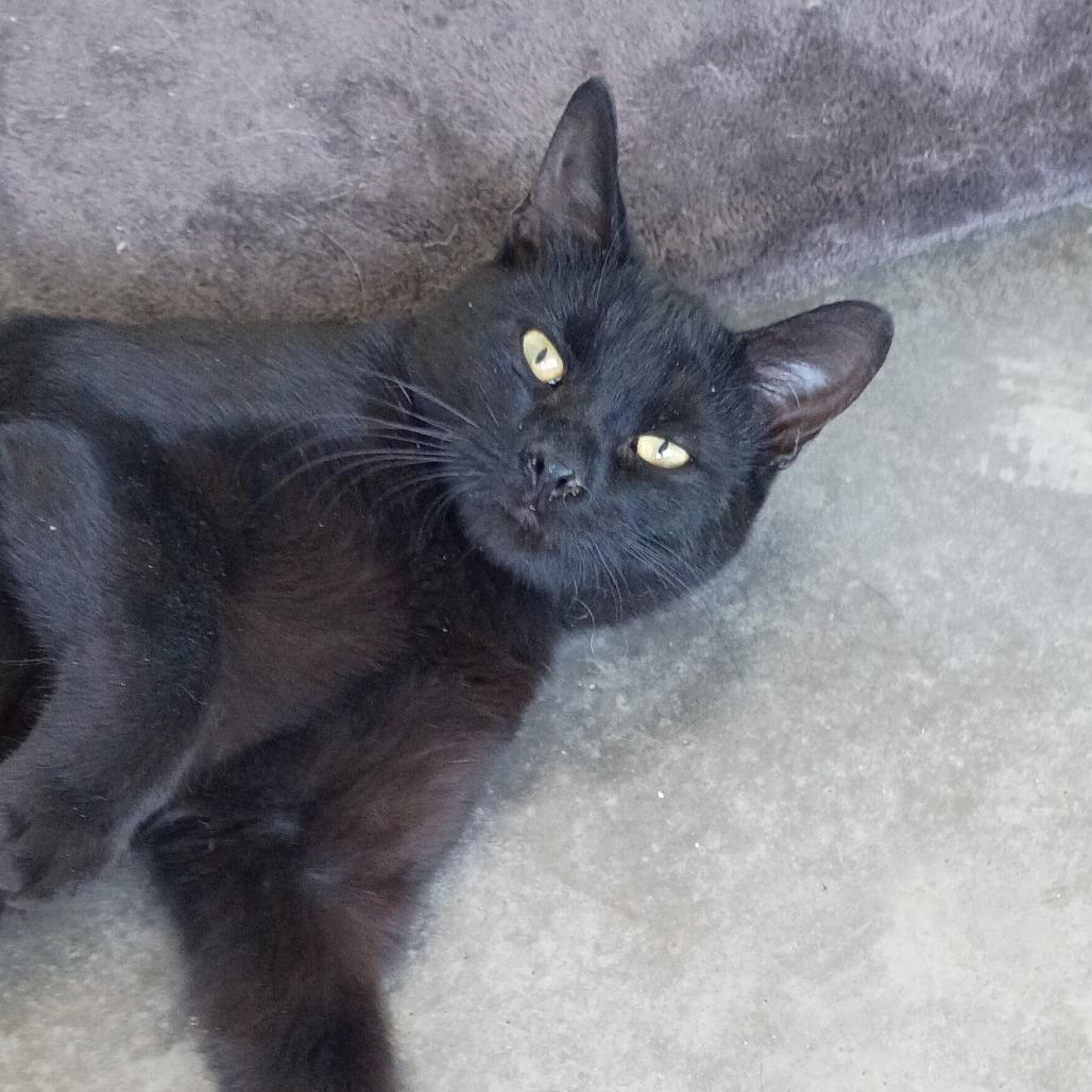 Enlarge Loki, a Adoptable Domestic Short Hair in Show Low, AZ image 1/1