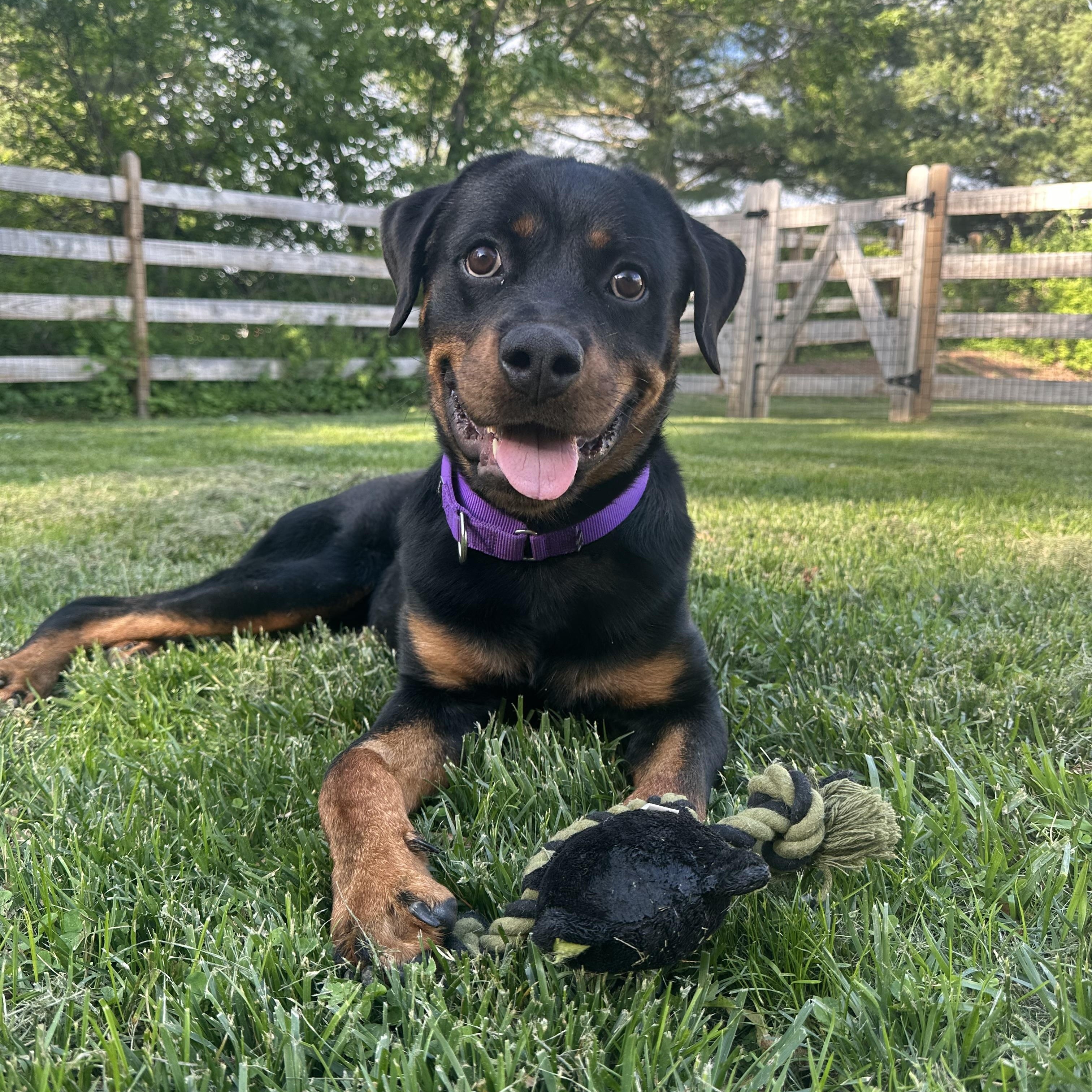 Johnny Be Good, Young Male Rottweiler