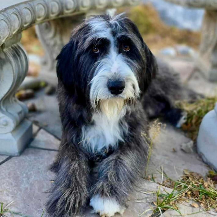 Enlarge Daisy Mae, an adopted mixed breed in Mead, CO image 1/1