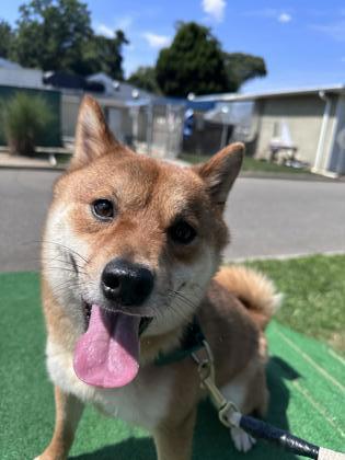 Ari, Adoptable, Adult Male Shiba Inu & Mixed Breed.