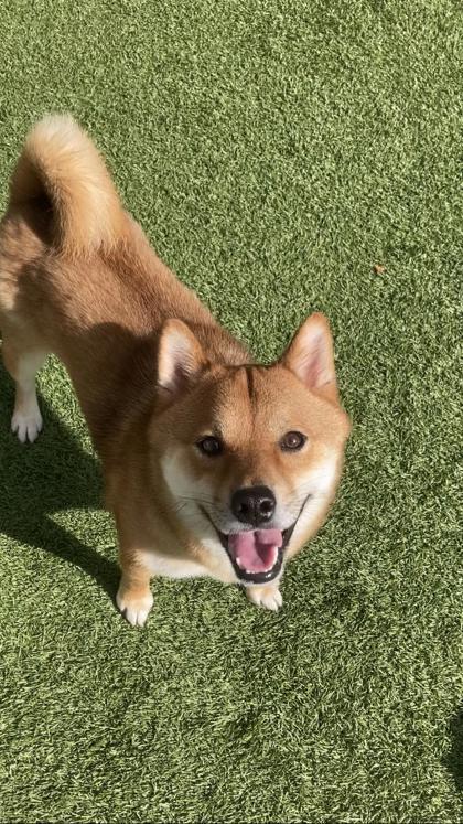 Enlarge Ari, a Adoptable mixed breed in Wantagh, NY image 2/3