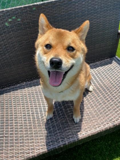 Enlarge Ari, a Adoptable mixed breed in Wantagh, NY image 3/3