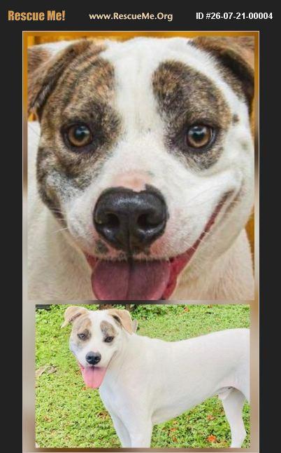 T-Boz, ADOPTABLE, Young Male American Staffordshire Terrier & American Bulldog.