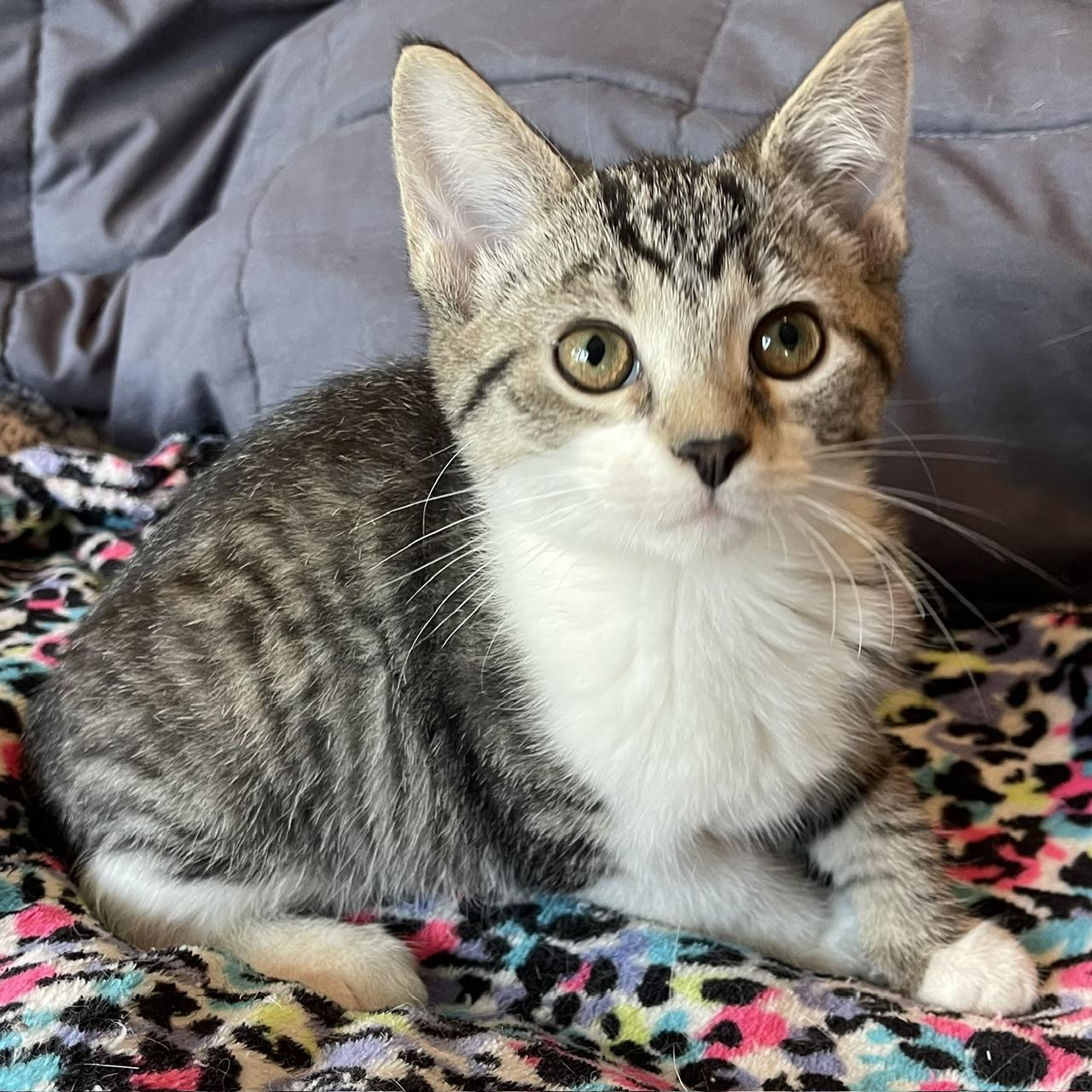 Dart, a Adoptable mixed breed in Racine, WI image 4/6