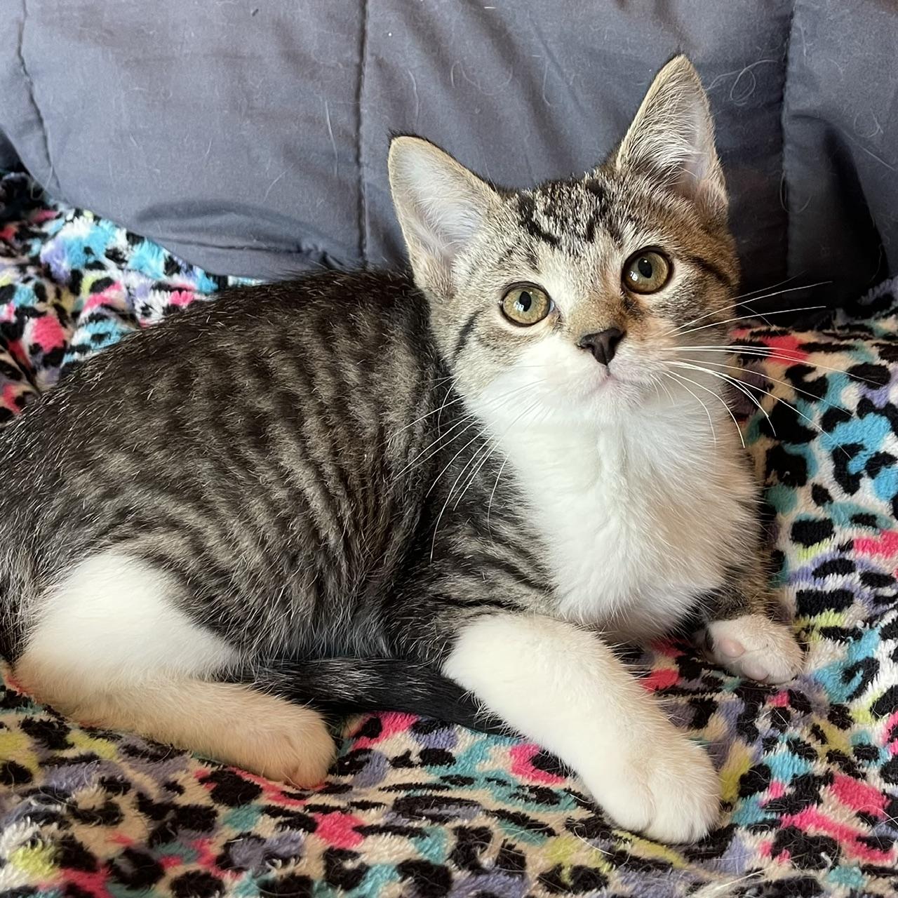 Dart, a Adoptable mixed breed in Racine, WI image 2/6