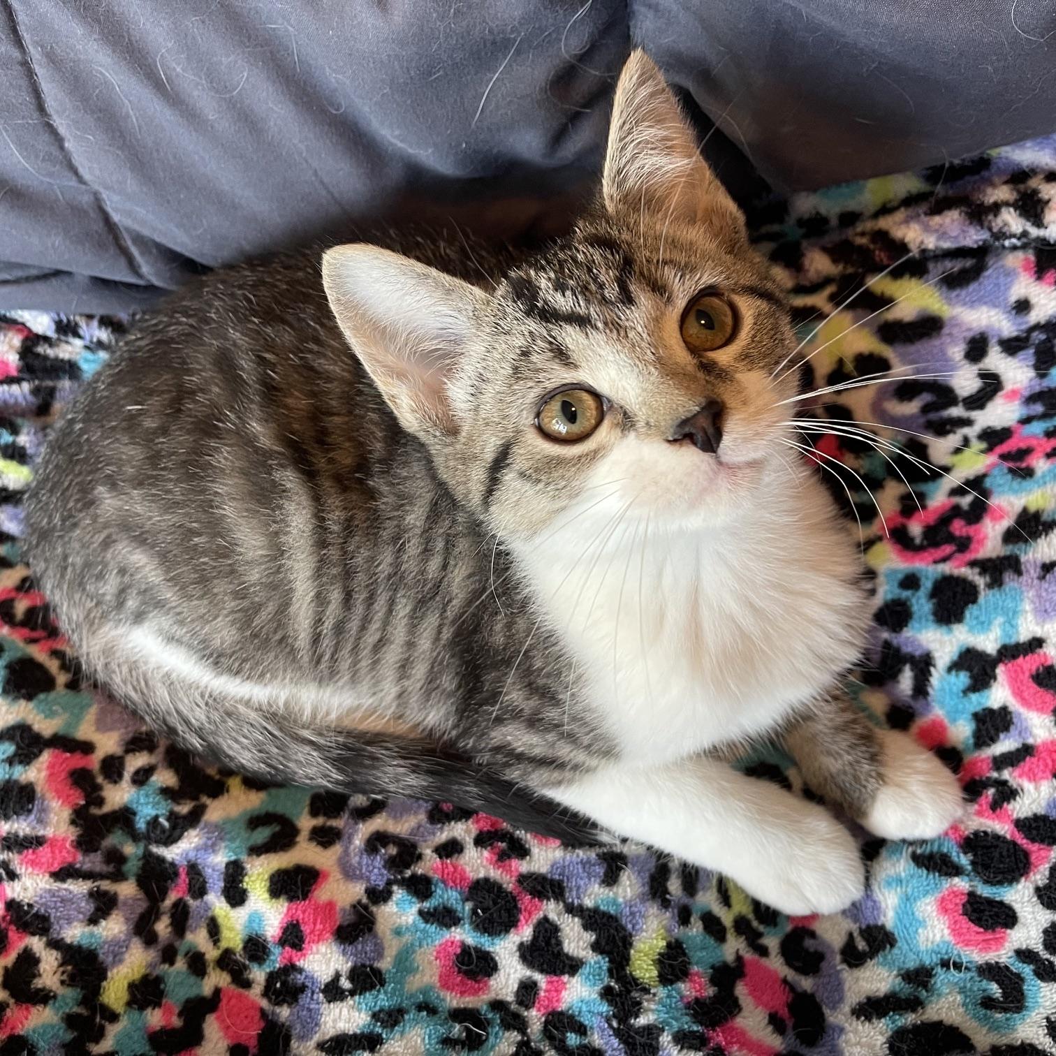 Dart, a Adoptable mixed breed in Racine, WI image 1/6