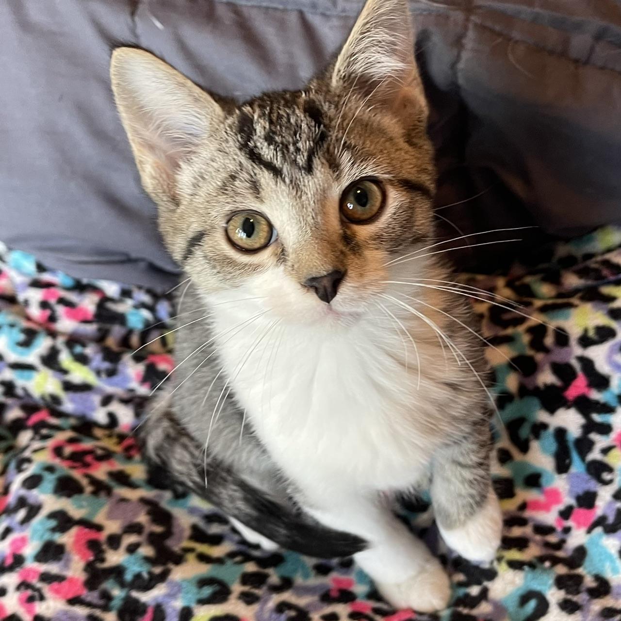 Dart, a Adoptable mixed breed in Racine, WI image 3/6