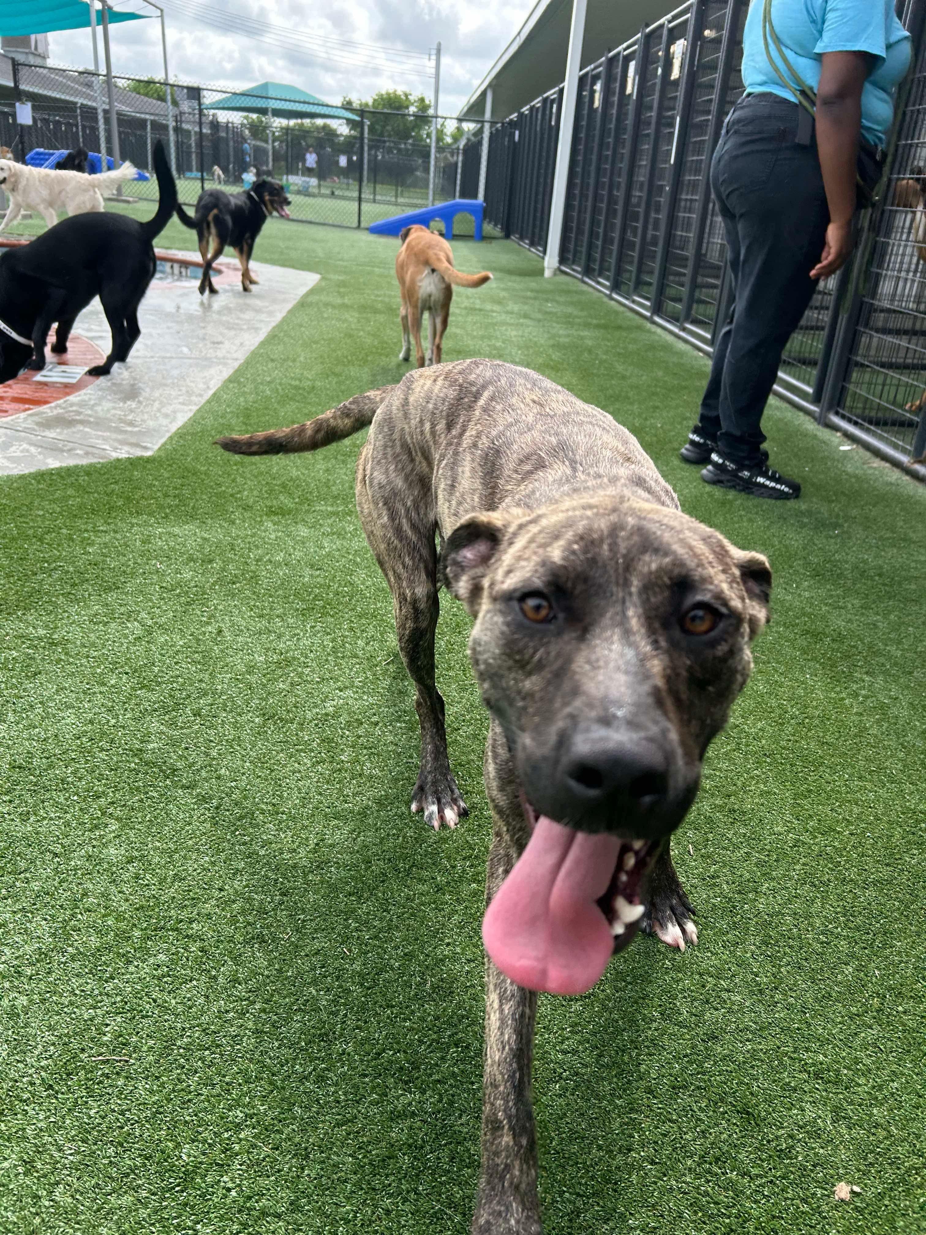 Louie