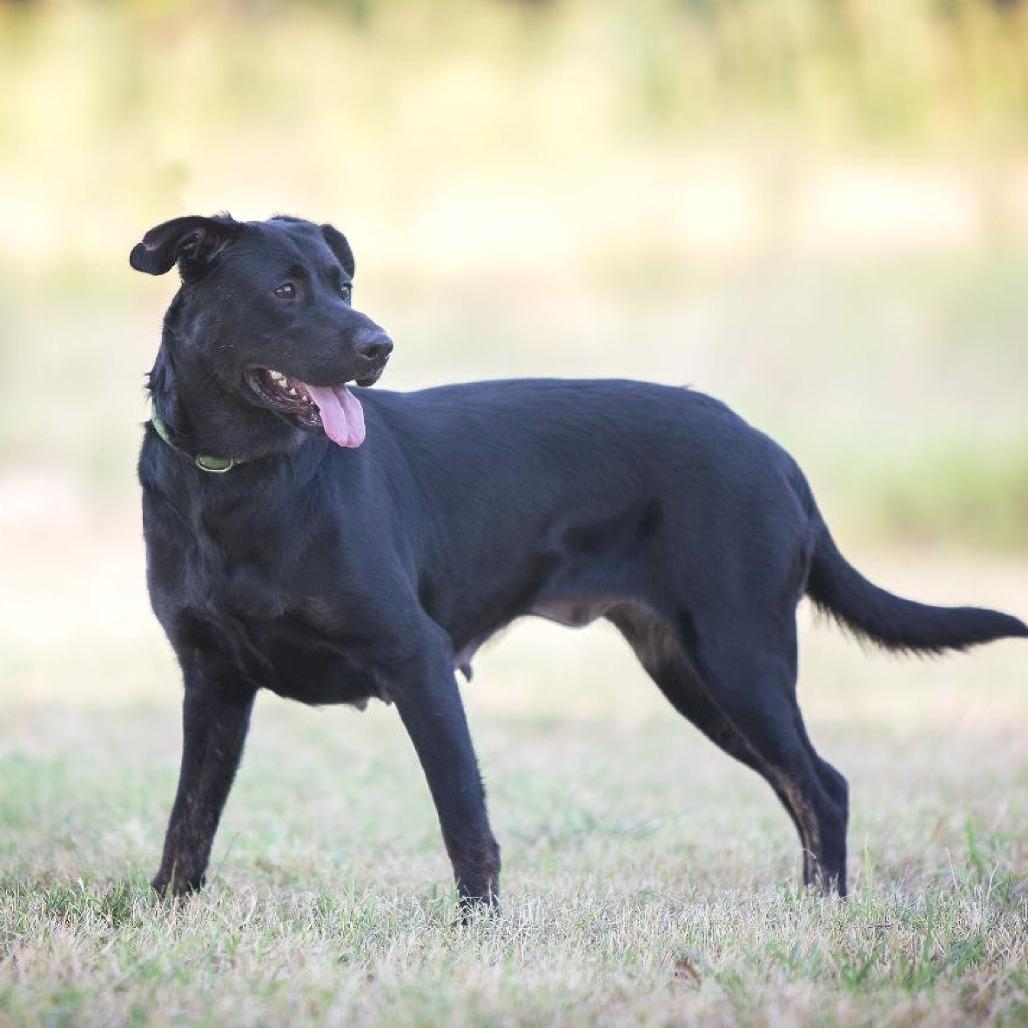 Enlarge Carly, a Adoptable mixed breed in Flower Mound, TX image 1/4