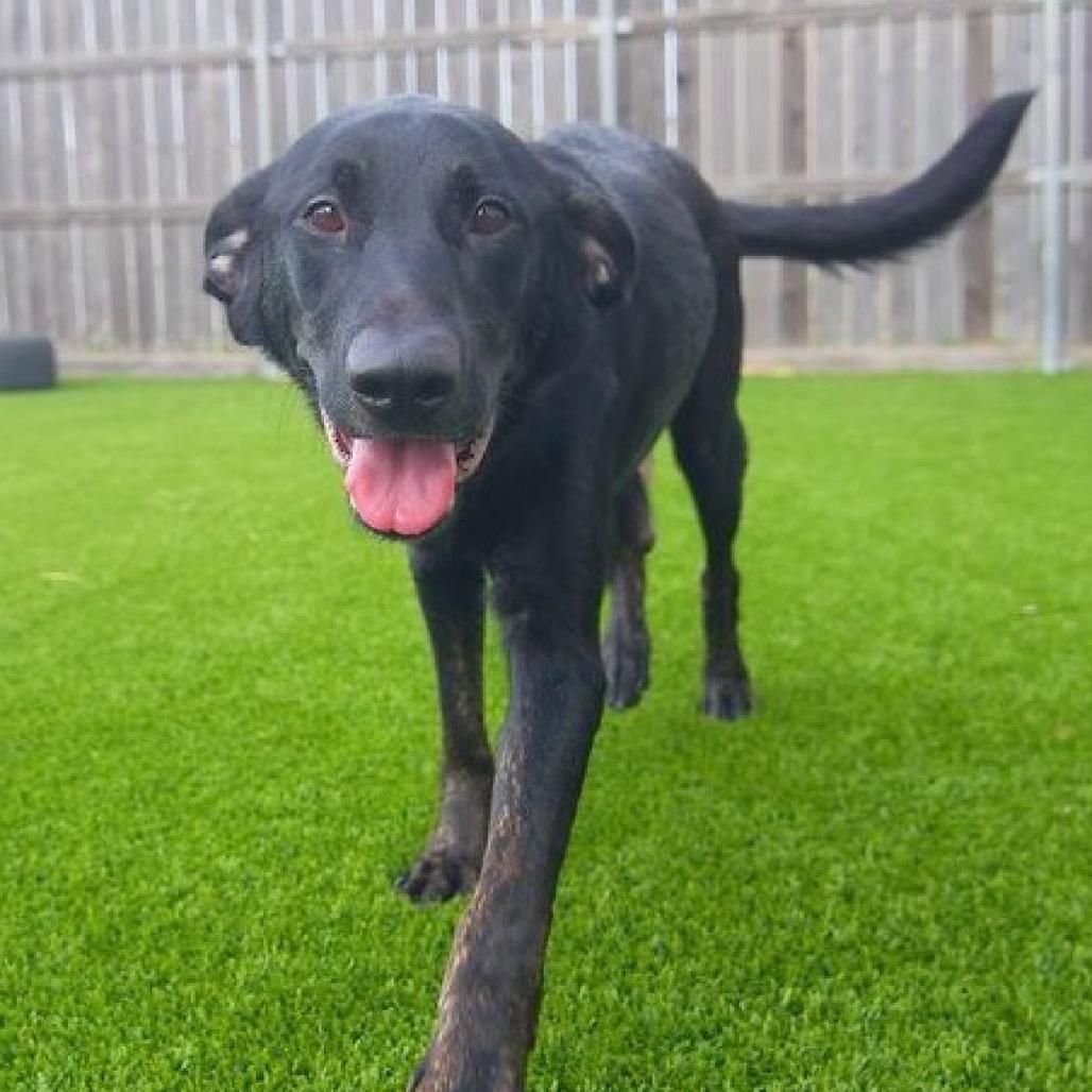 Enlarge Carly, a Adoptable mixed breed in Flower Mound, TX image 2/4