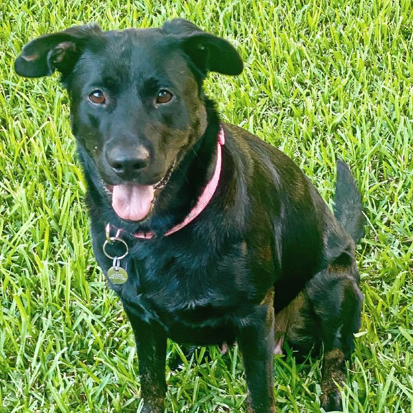 Enlarge Carly, a Adoptable mixed breed in Flower Mound, TX image 3/4