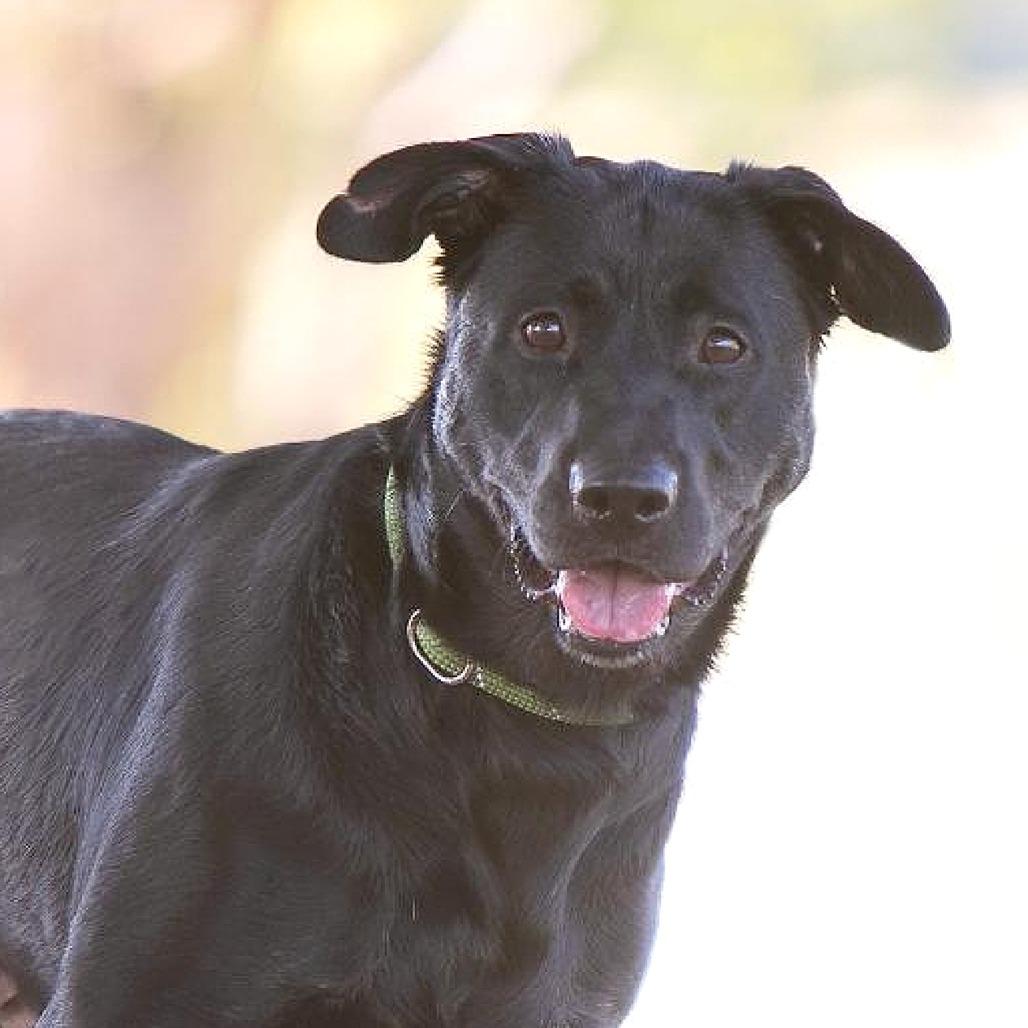 Enlarge Carly, a Adoptable mixed breed in Flower Mound, TX image 4/4
