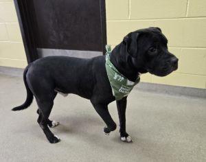 Enlarge Bentley, an adopted Pit Bull Terrier in Bucyrus, OH image 5/5