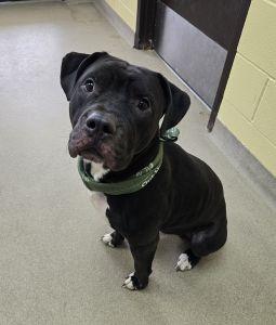 Enlarge Bentley, an adopted Pit Bull Terrier in Bucyrus, OH image 1/5