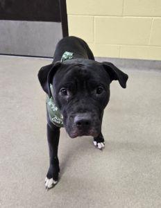 Enlarge Bentley, an adopted Pit Bull Terrier in Bucyrus, OH image 3/5