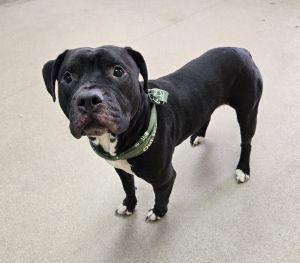 Enlarge Bentley, an adopted Pit Bull Terrier in Bucyrus, OH image 2/5