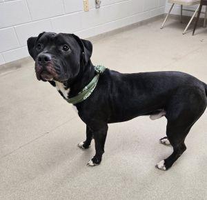 Enlarge Bentley, an adopted Pit Bull Terrier in Bucyrus, OH image 4/5