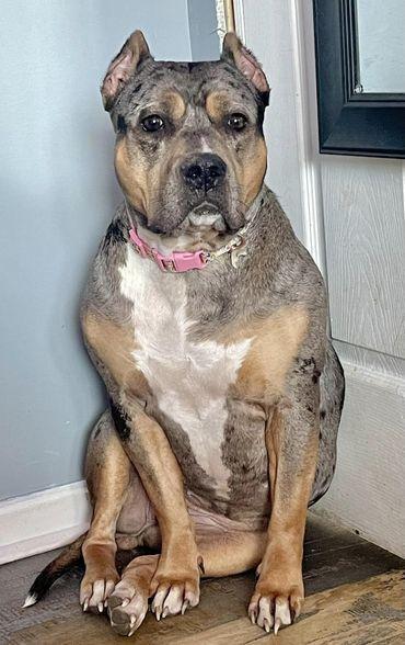 Charlie, Adoptable, Young Female Mixed Breed.