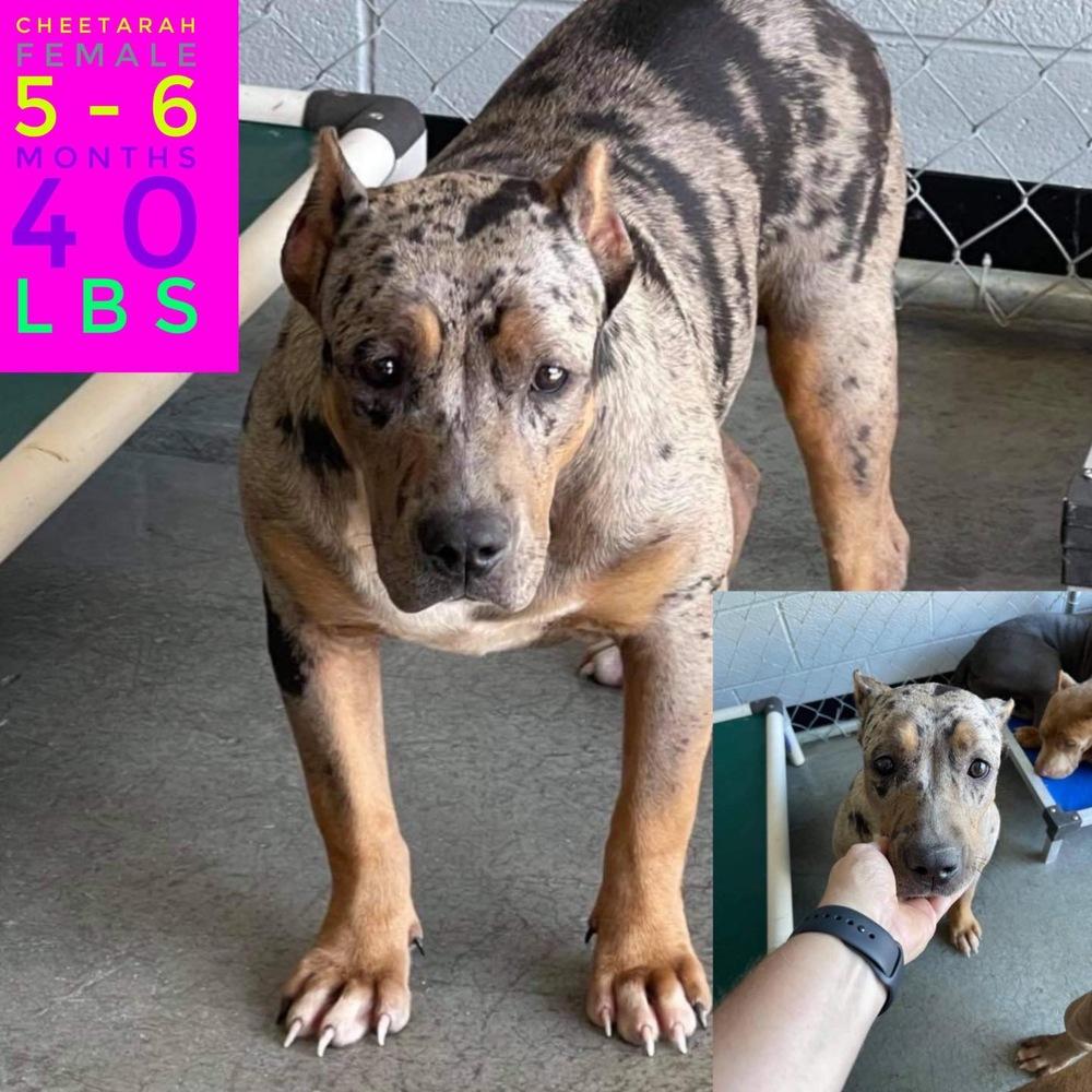 Enlarge Charlie, a Adoptable Mixed Breed in Milton, DE image 2/2