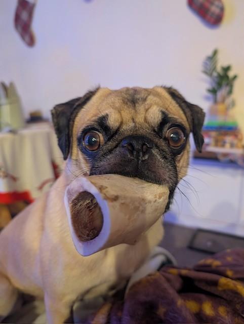 Enlarge Pippen, a ADOPTABLE Pug in Mesa, AZ image 3/3