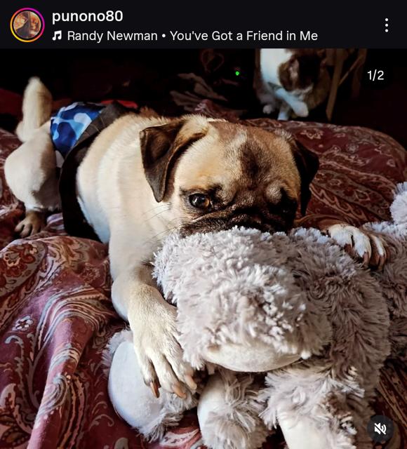 Pippen, ADOPTABLE, Adult Male Pug.