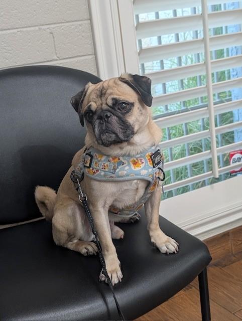 Enlarge Pippen, a ADOPTABLE Pug in Mesa, AZ image 2/3