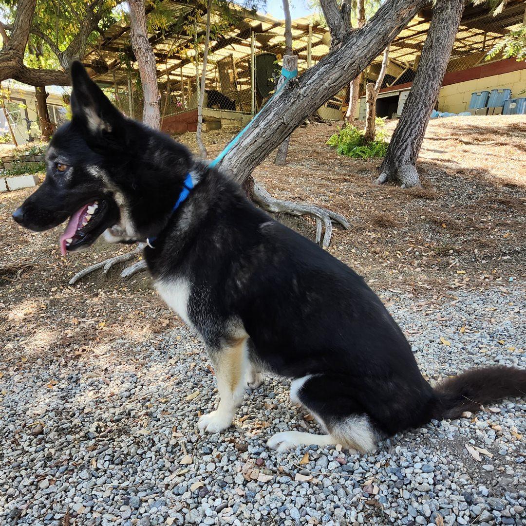 Enlarge Zena, a Adoptable German Shepherd Dog in Burbank, CA image 4/6