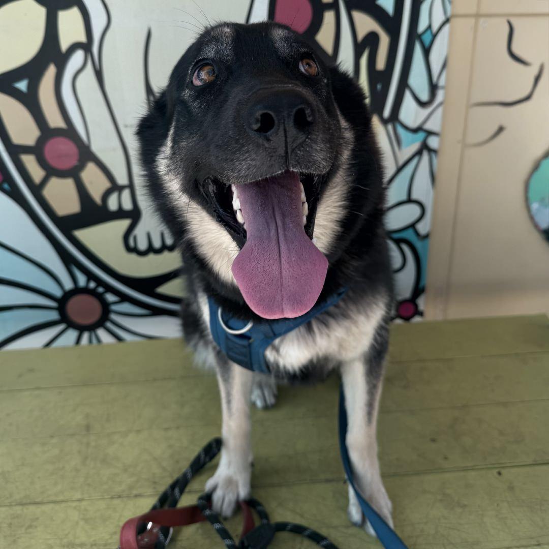 Enlarge Zena, a Adoptable German Shepherd Dog in Burbank, CA image 5/6