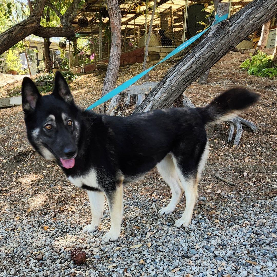 Enlarge Zena, a Adoptable German Shepherd Dog in Burbank, CA image 6/6