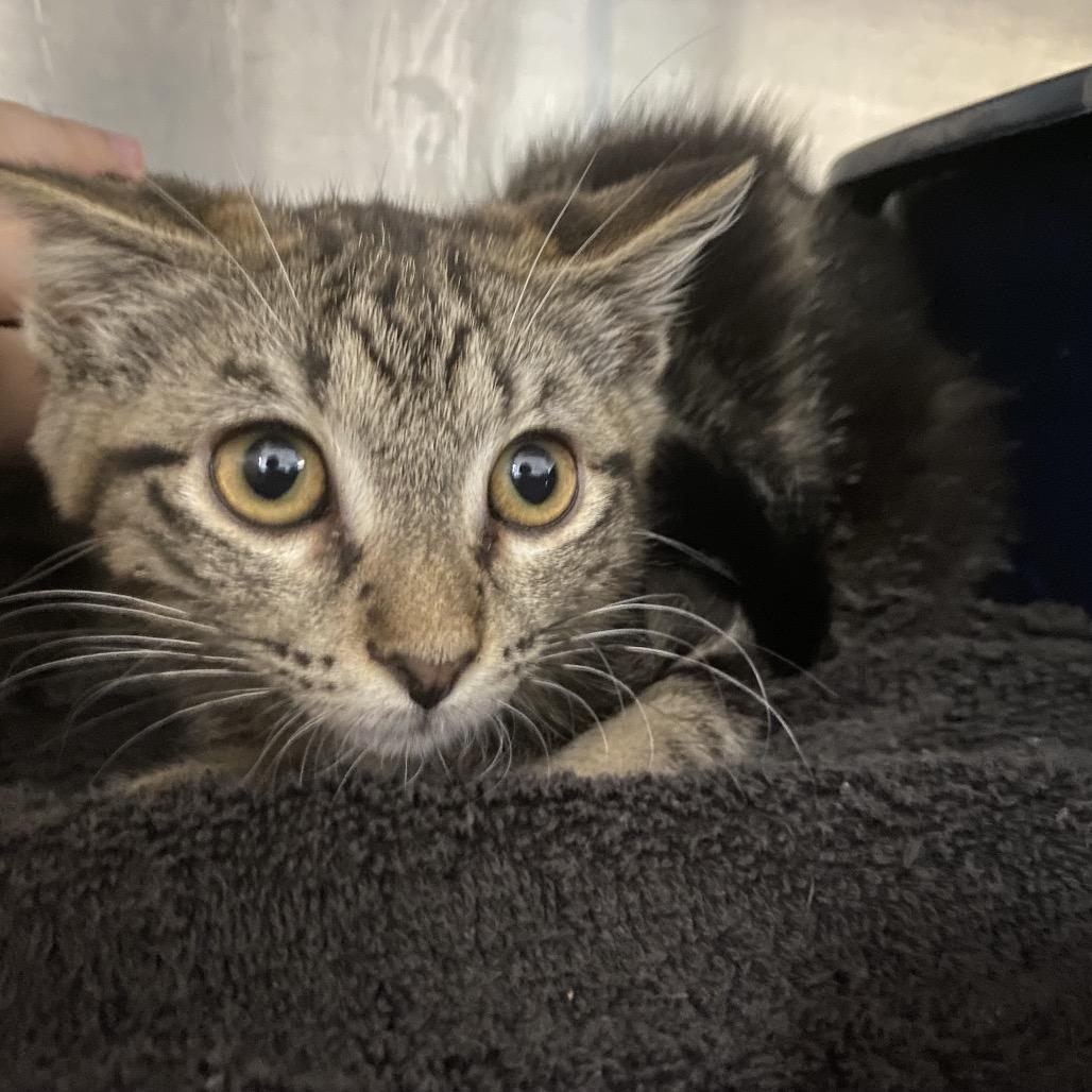 Enlarge Agnes-Blue collar, a Adoptable Domestic Short Hair in Independence, KS image 1/2