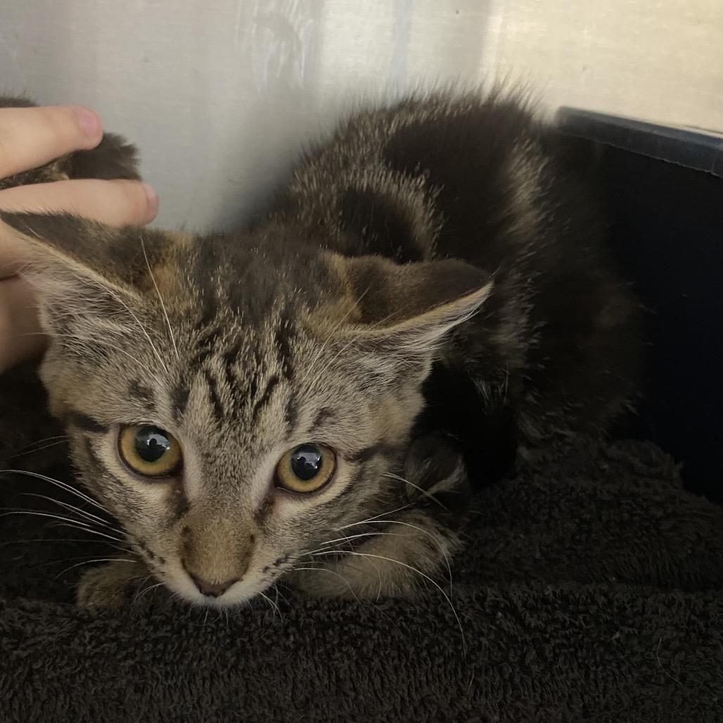 Enlarge Agnes-Blue collar, a Adoptable Domestic Short Hair in Independence, KS image 2/2