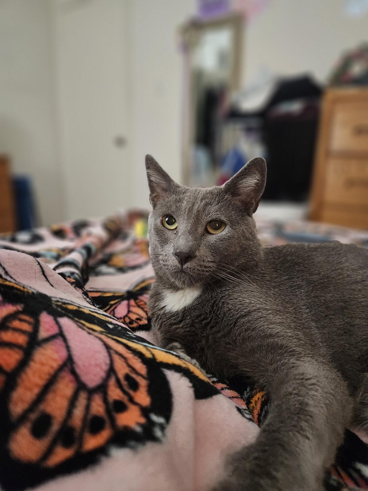 Scampi, a Adoptable Domestic Short Hair in Nottingham, MD image 2/5