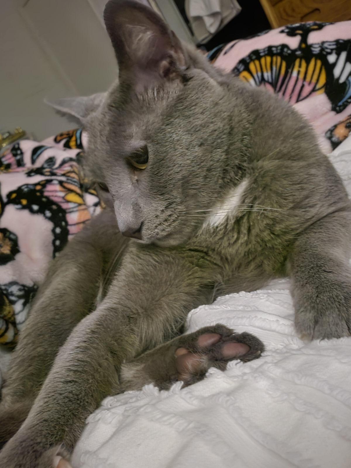 Scampi, a Adoptable Domestic Short Hair in Nottingham, MD image 3/5