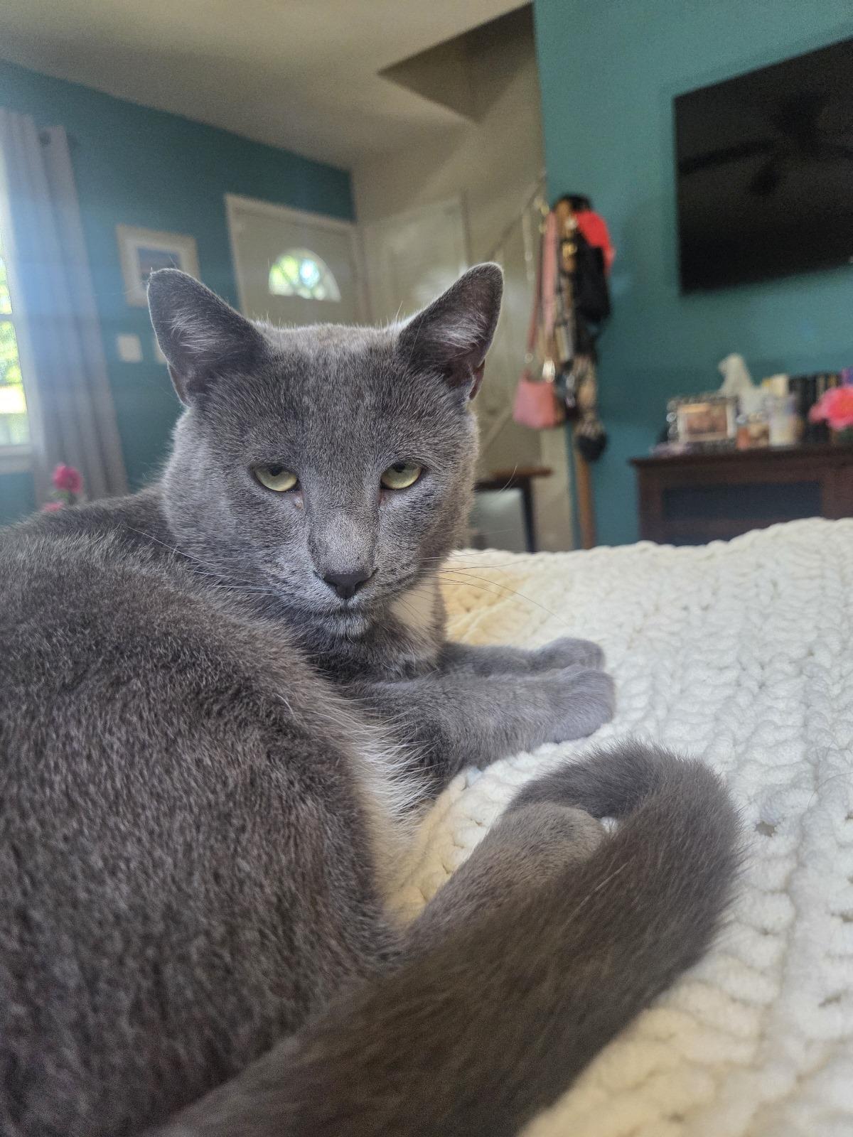 Scampi, a Adoptable Domestic Short Hair in Nottingham, MD image 1/5