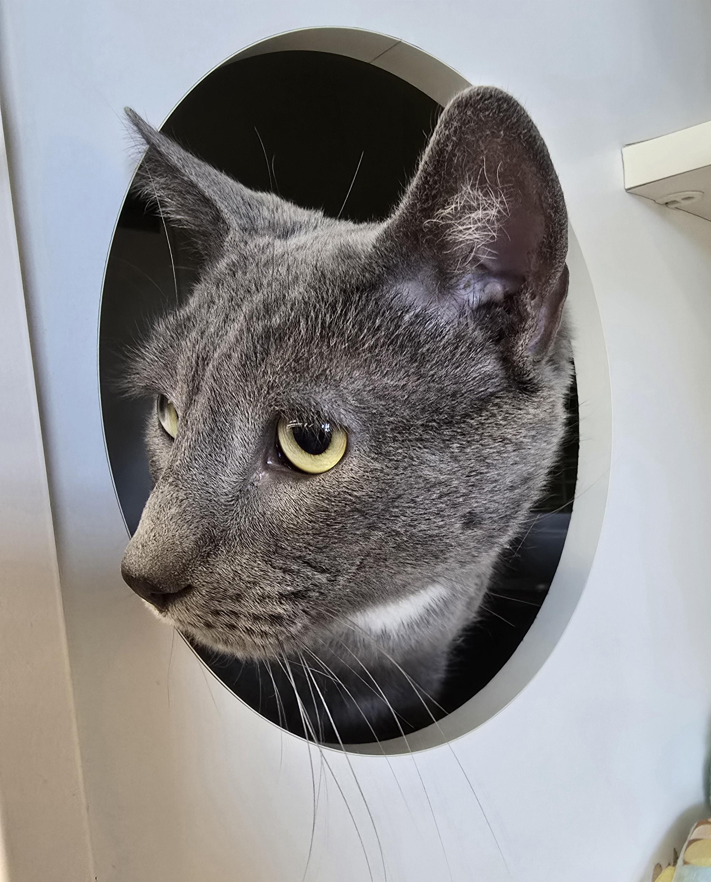 Scampi, a Adoptable Domestic Short Hair in Nottingham, MD image 4/5