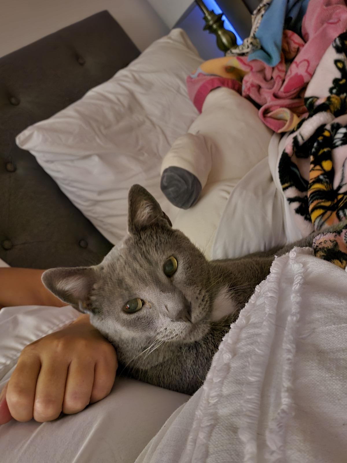 Scampi, a Adoptable Domestic Short Hair in Nottingham, MD image 5/5