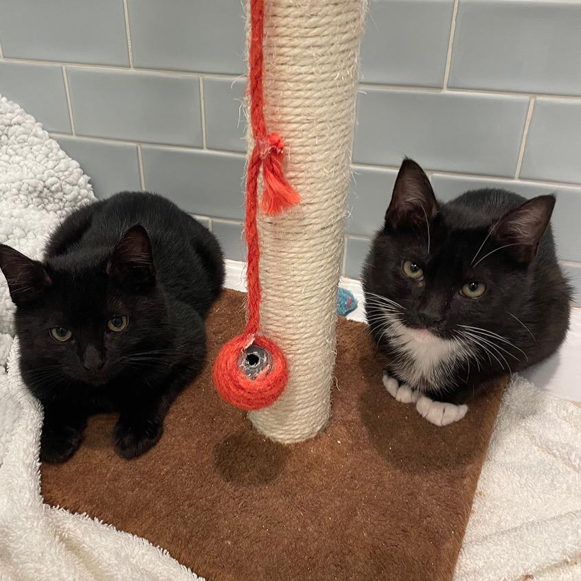 Steve, Adoptable, Adult Male Domestic Short Hair.