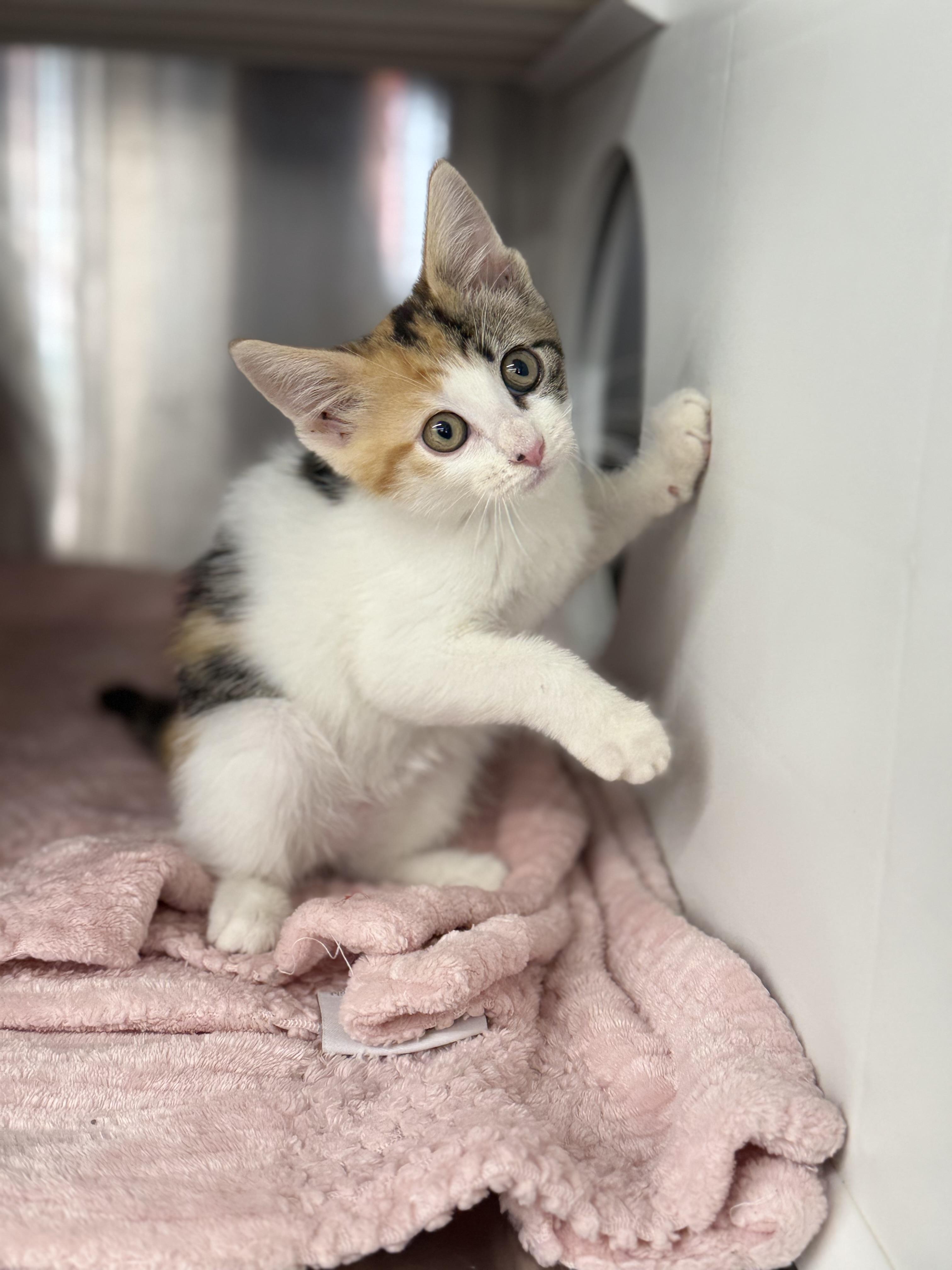 Harley, a ADOPTABLE Domestic Short Hair in Magnolia, TX image 2/4