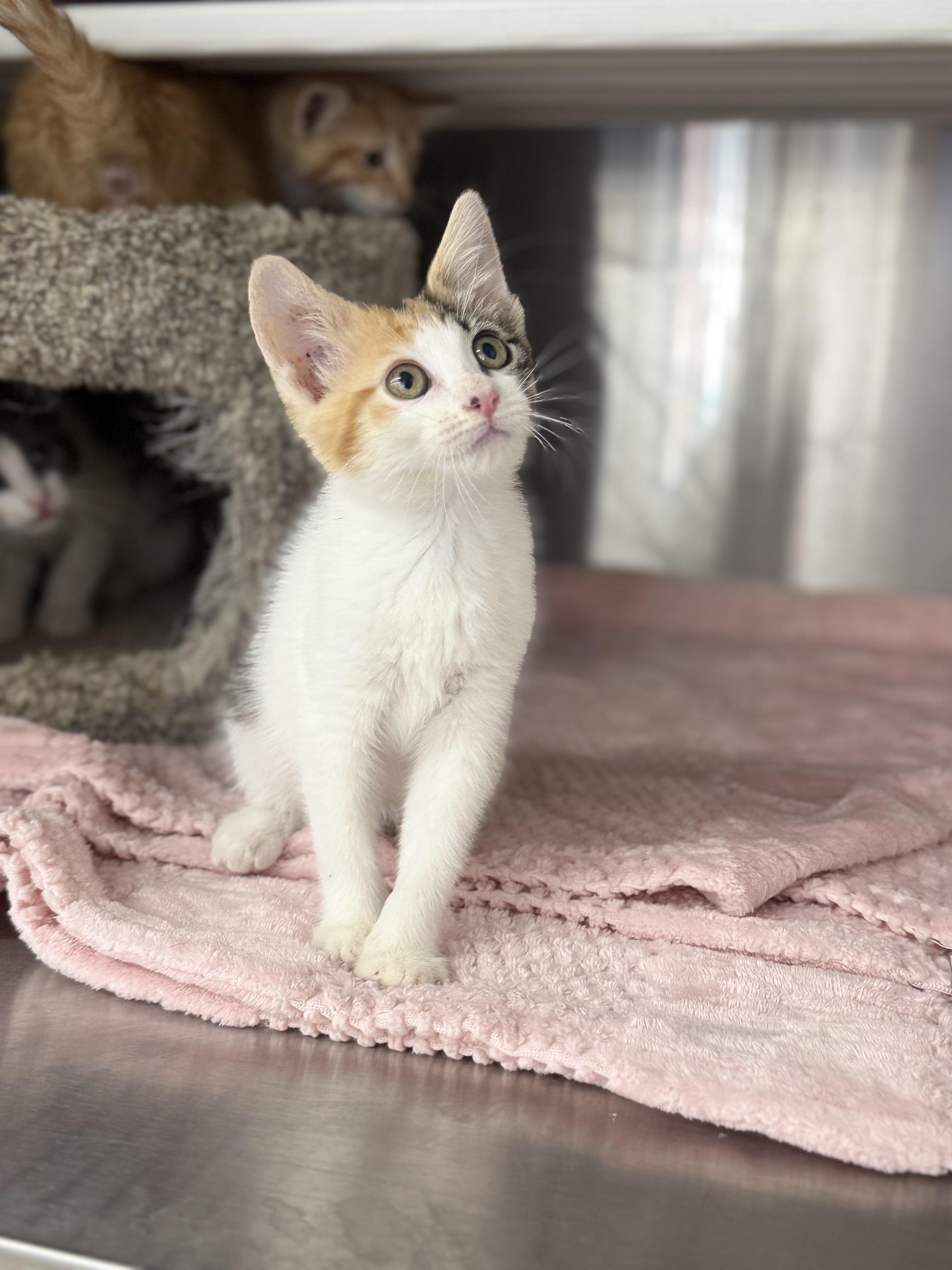 Harley, ADOPTABLE, Young Female Domestic Short Hair.