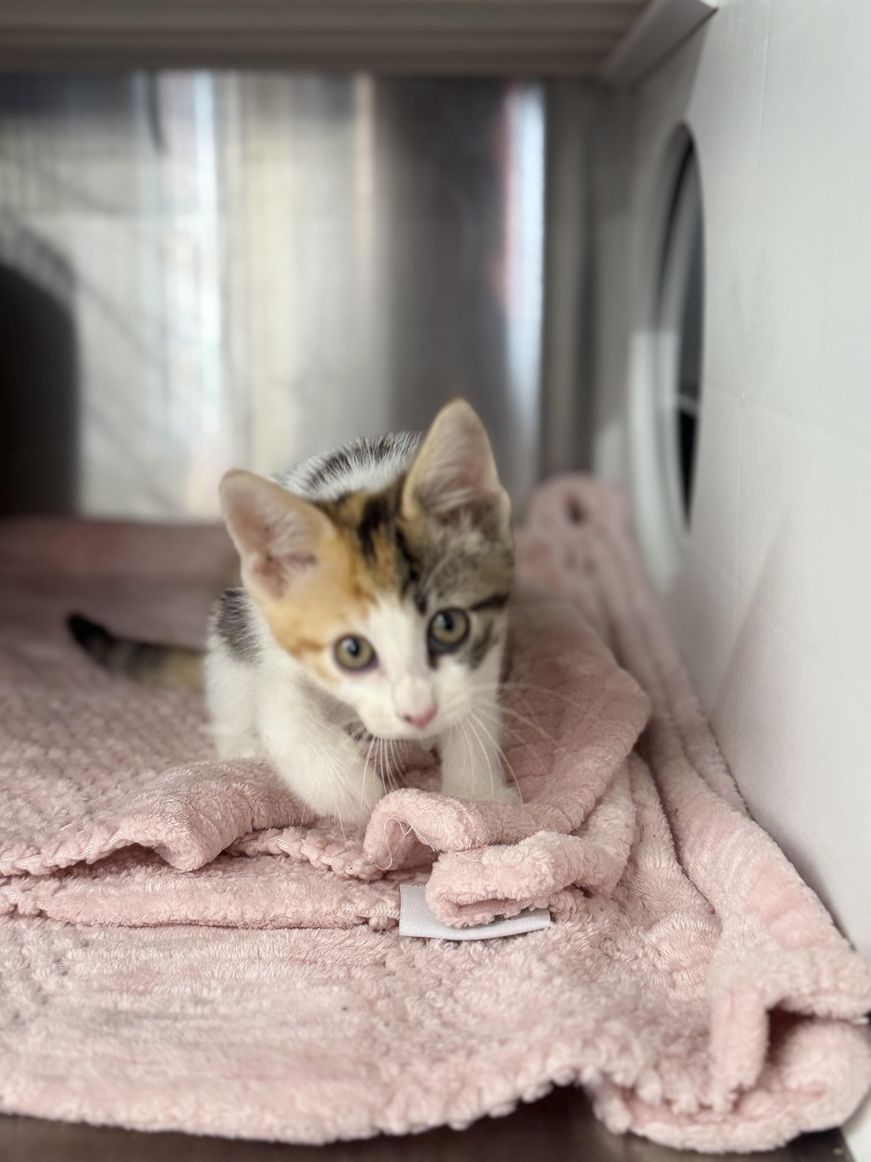 Harley, a ADOPTABLE Domestic Short Hair in Magnolia, TX image 4/4