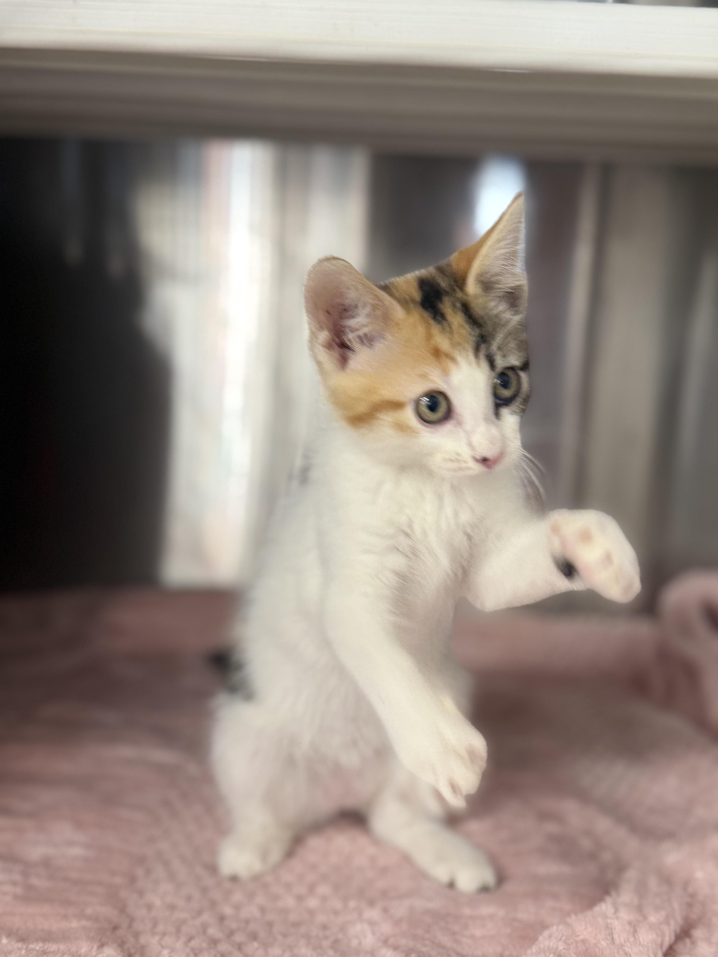 Harley, a ADOPTABLE Domestic Short Hair in Magnolia, TX image 3/4