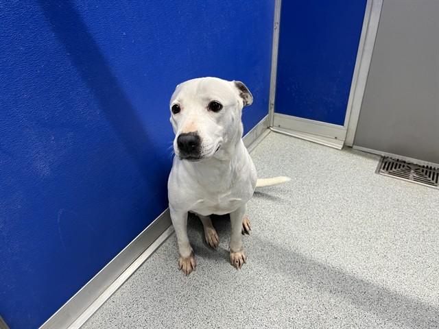CHIP, Adoptable, Adult Female Pit Bull Terrier & Mixed Breed.