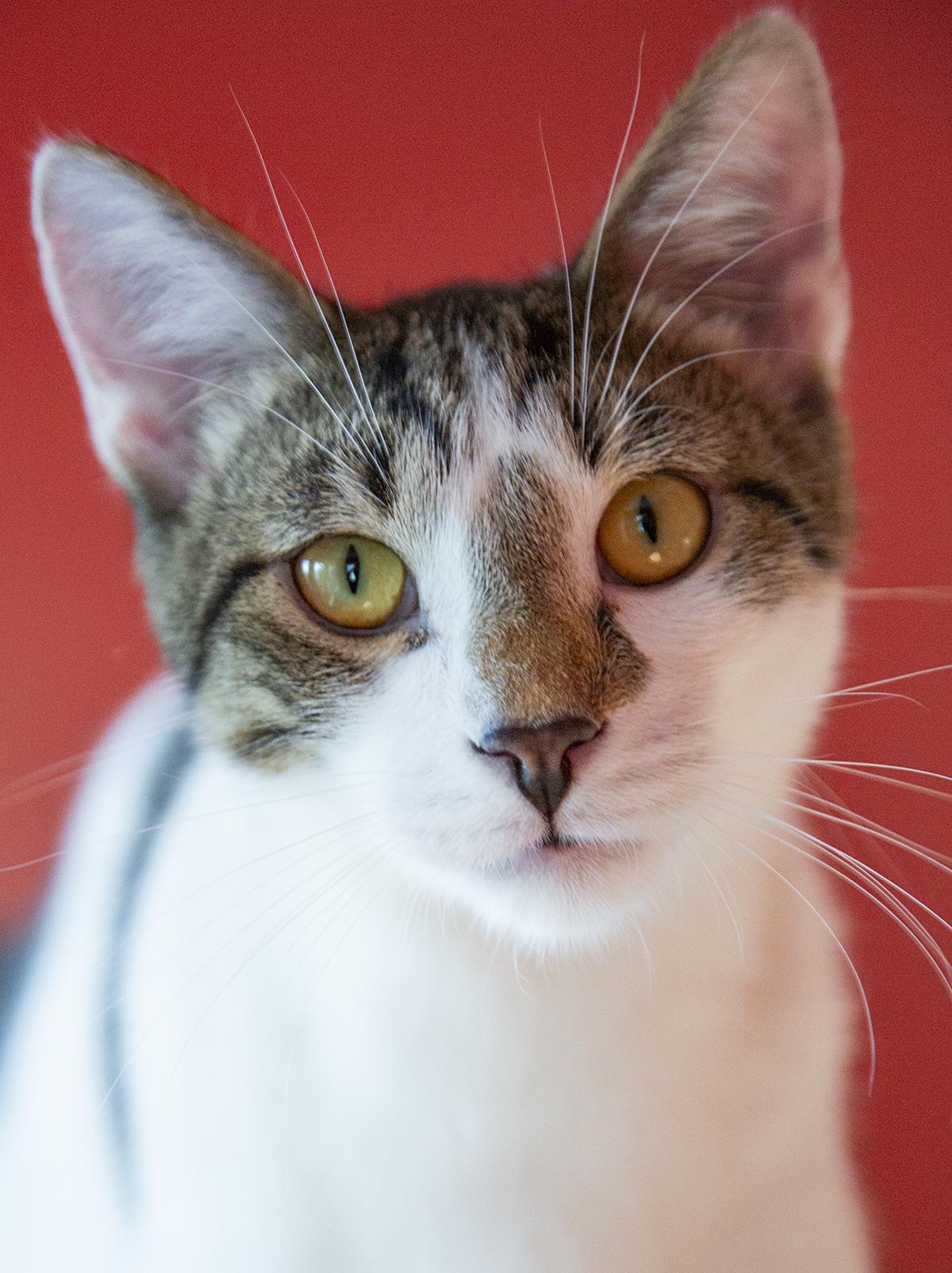 Jimmy Dugan (& Betty Spaghetti), Adoptable, Young Male Domestic Short Hair.