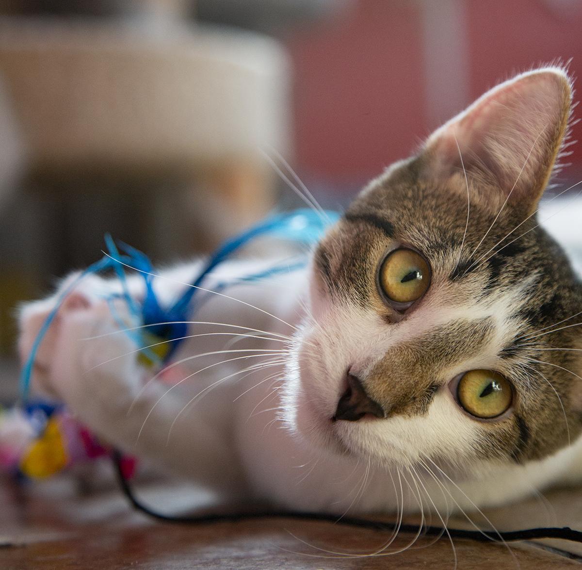 Jimmy Dugan (& Betty Spaghetti), a Adoptable Domestic Short Hair in Chicago, IL image 3/6