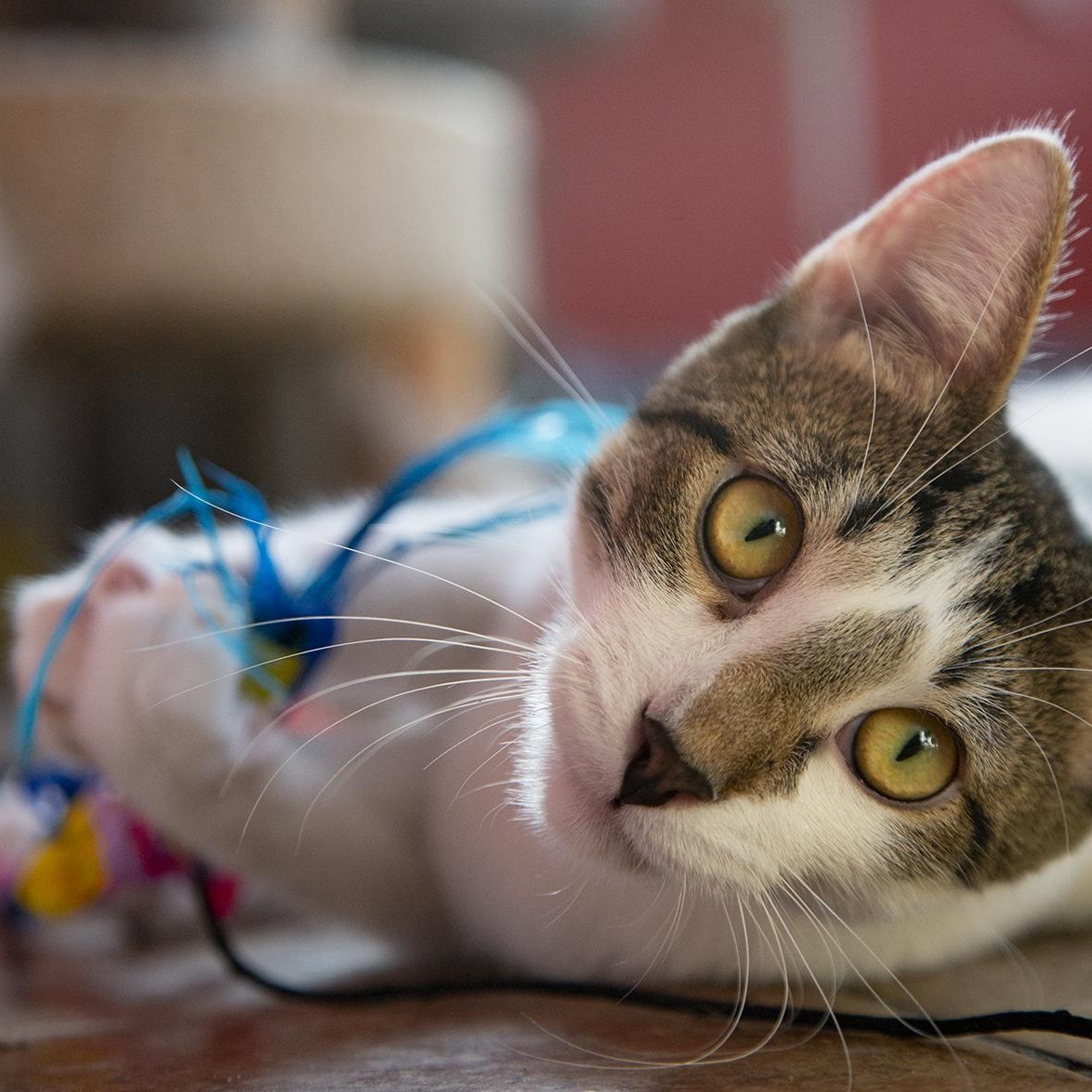 Enlarge Jimmy Dugan (& Betty Spaghetti), a Adoptable Domestic Short Hair in Chicago, IL image 3/6