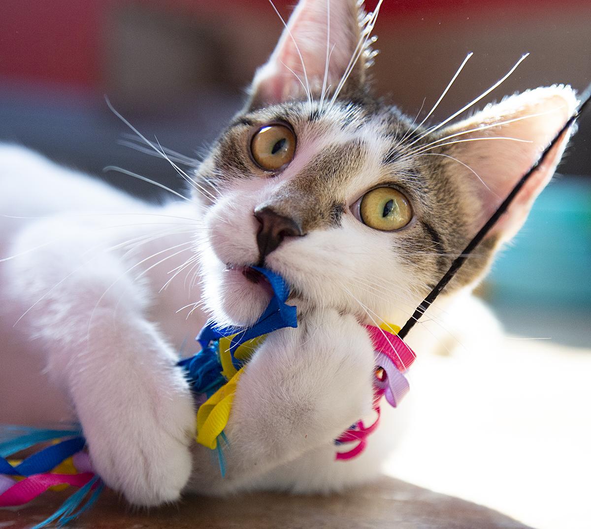 Jimmy Dugan (& Betty Spaghetti), a Adoptable Domestic Short Hair in Chicago, IL image 4/6